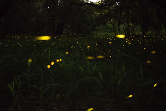 Firefly Display in the Great Smoky Mountains National Park