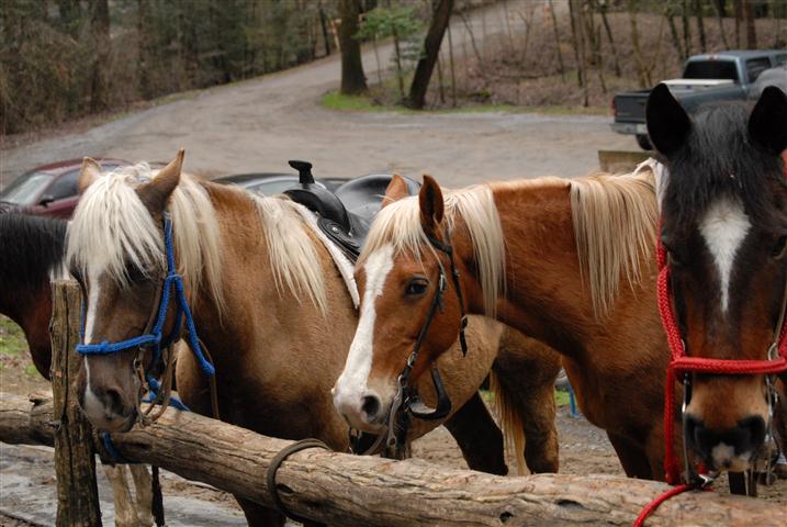 Smoky Mountain Riding Stables Horseback Tour